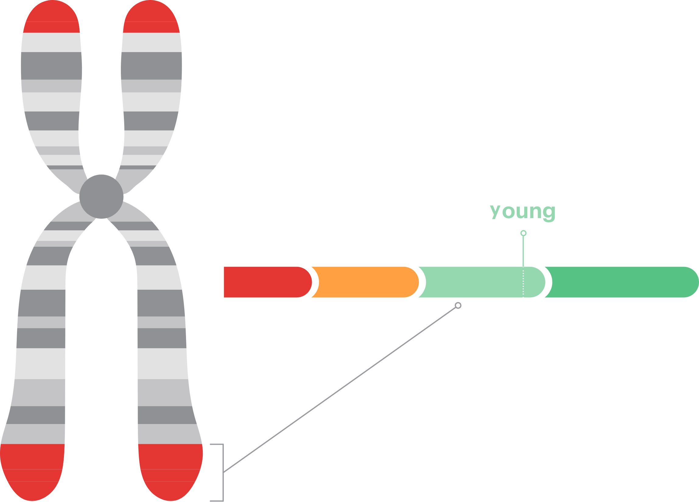 telomeres